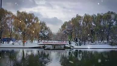冬天雪景飘雪风光视频素材视频的预览图